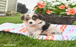 Welsh Corgi Pembroke dogs for sale: Tilly - Image 2