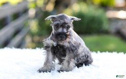 Miniature Schnauzer dogs for sale: Bingo - Image 13