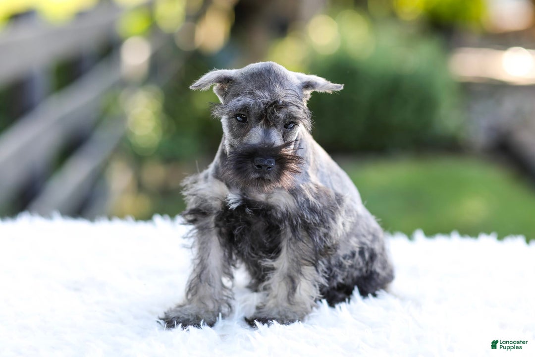 Miniature Schnauzer dogs for sale: Bingo - Image 13