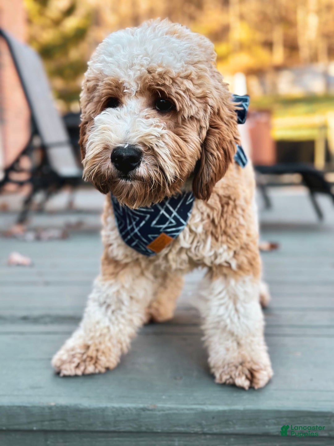 Mini Goldendoodle dogs for sale: Dallas - Image 8