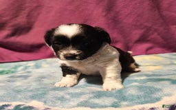 Chihuahua dogs for sale: Mani - Image 7