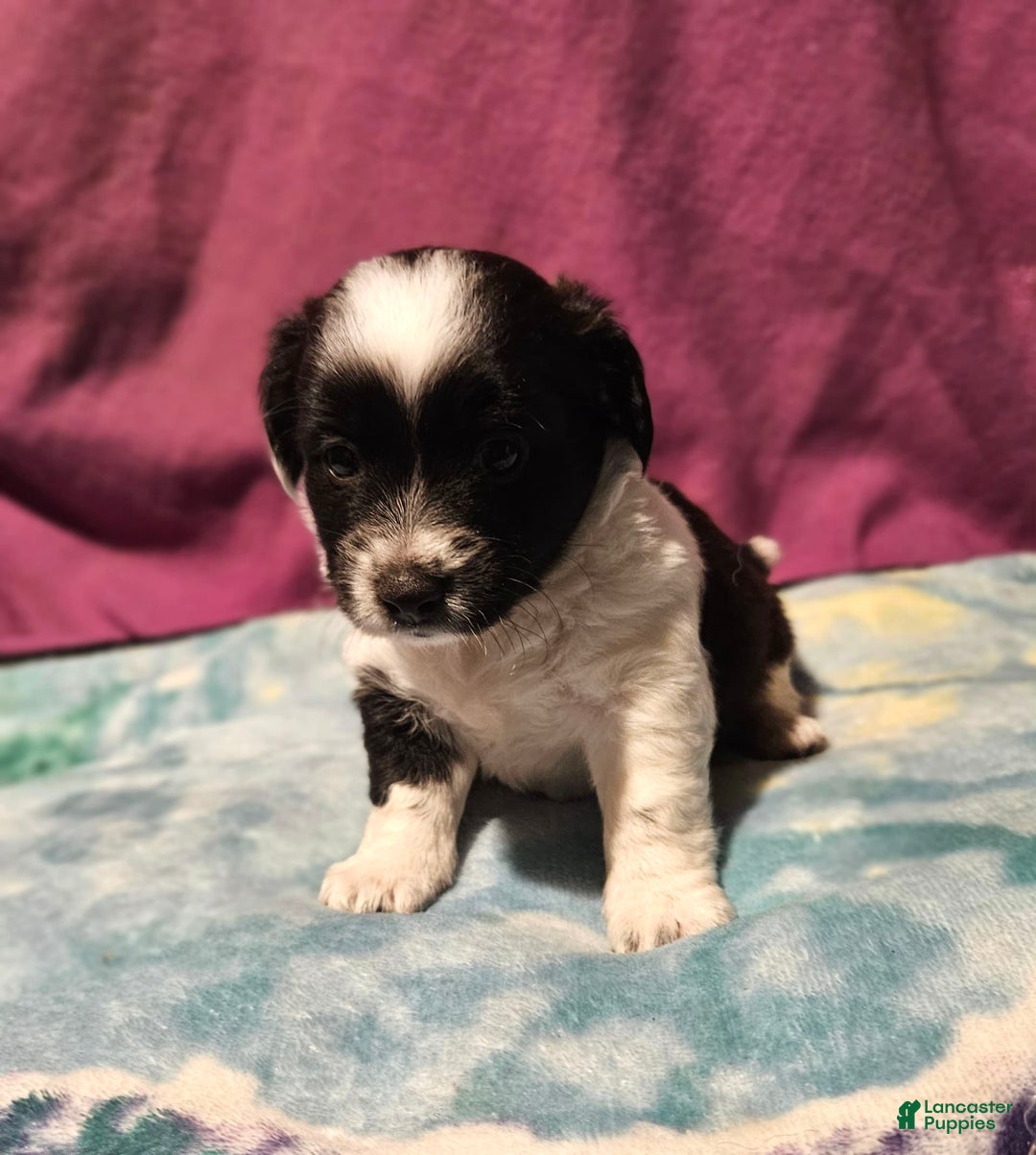 Chihuahua dogs for sale: Mani - Image 7