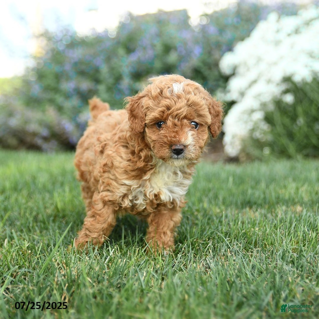 Toy Poodle dogs for sale: Biscotti - Image 3