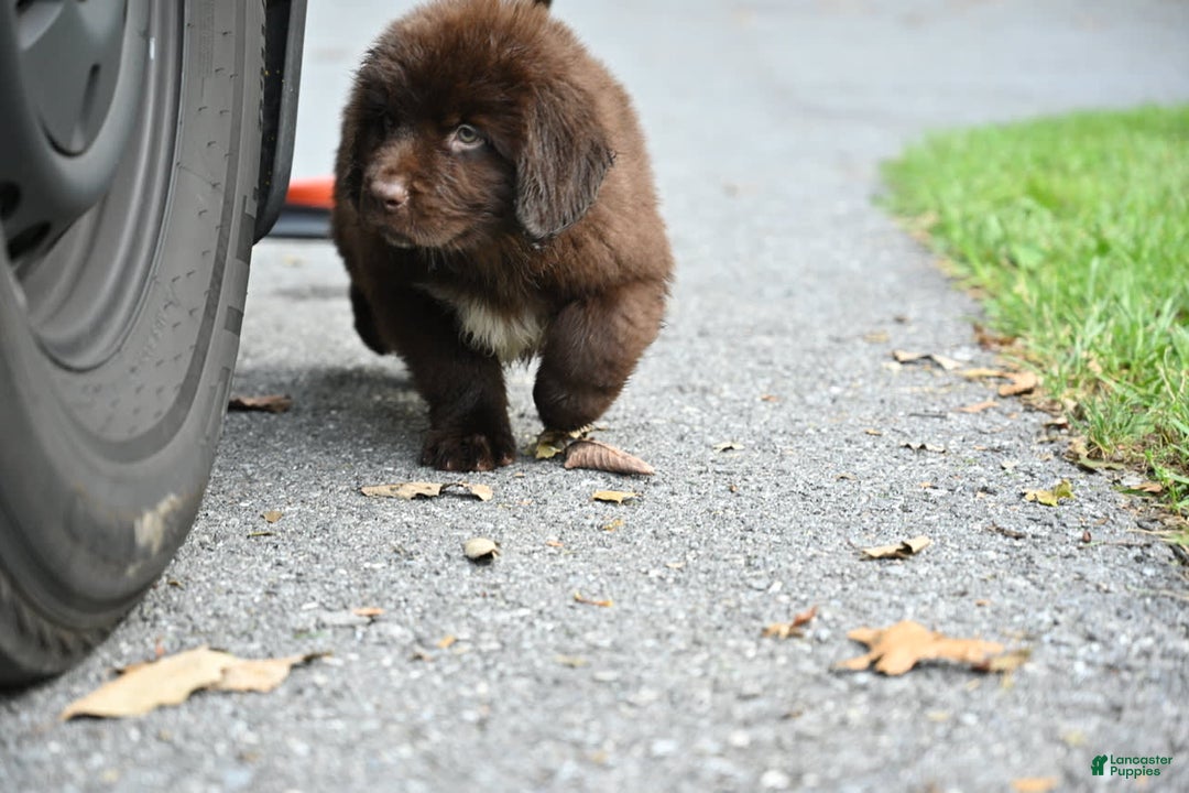 Newfoundland dogs for sale: Bella - Image 11