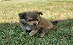 Pomeranian dogs for sale: Oscar - Image 1