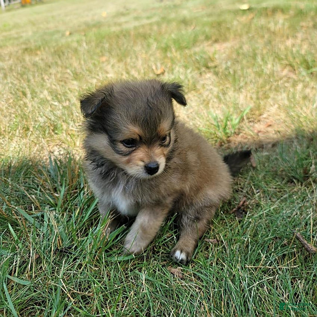 Pomeranian dogs for sale: Oscar - Image 1