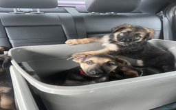 German Shepherd dogs for sale: Cedar - Image 10