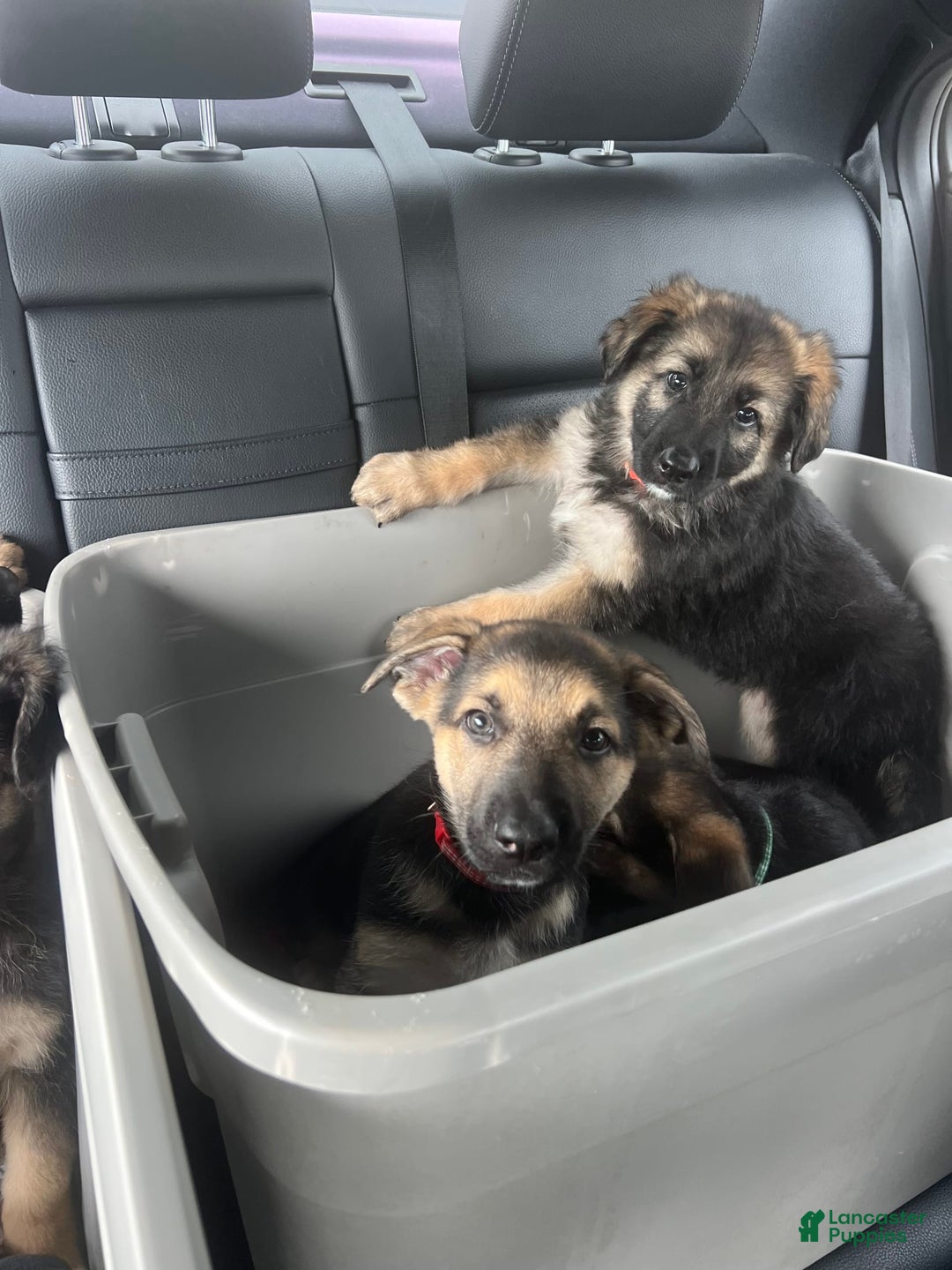 German Shepherd dogs for sale: Cedar - Image 10