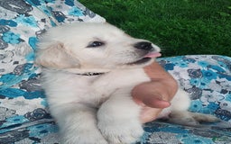 Golden Retriever dogs for sale: Pebbles - Image 9