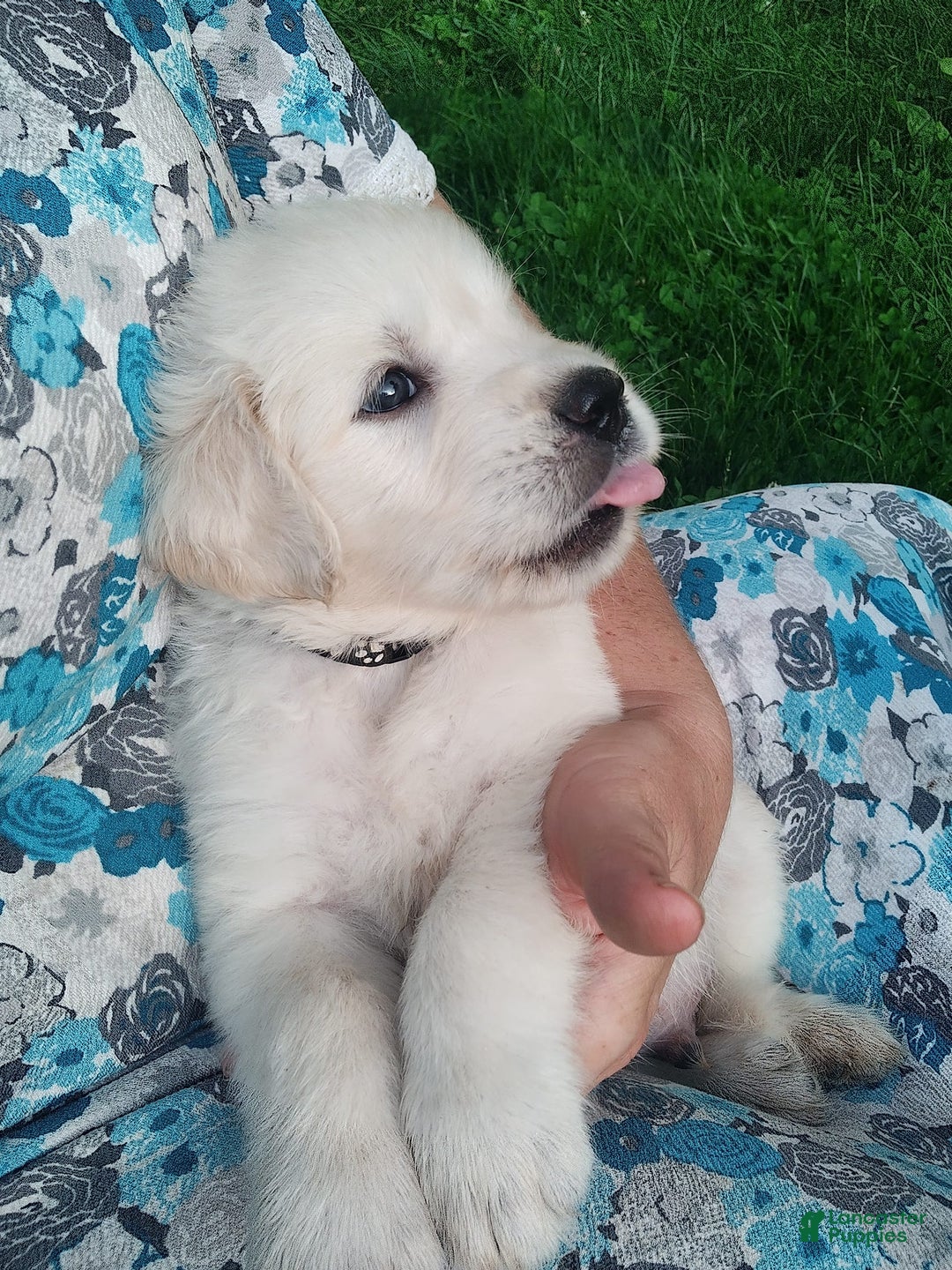 Golden Retriever dogs for sale: Pebbles - Image 9