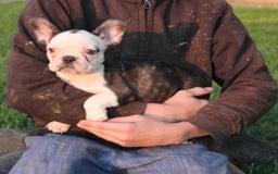 French Bulldog dogs for sale: Hazel - Image 2