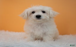 Maltipoo dogs for sale: Felicity - Image 13
