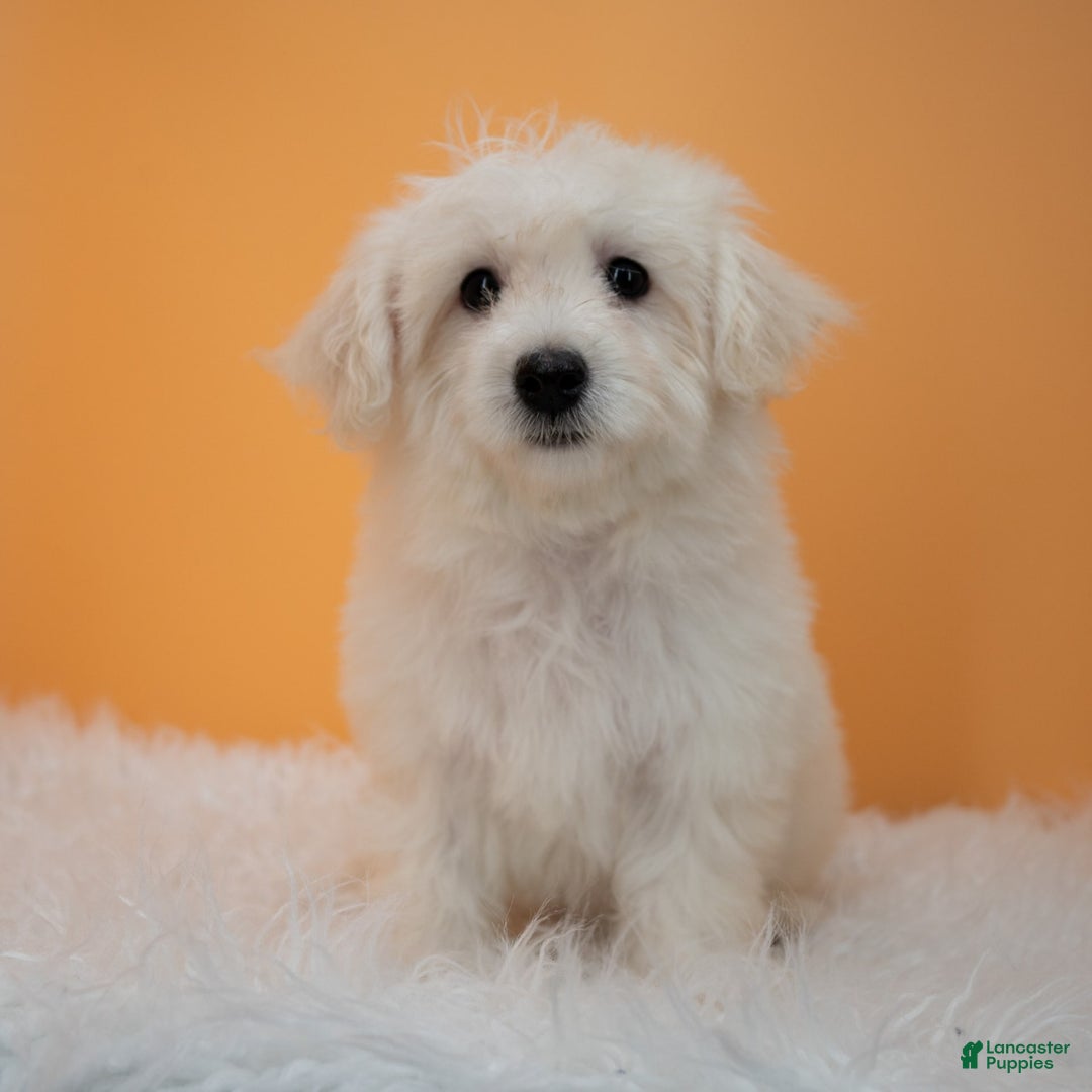 Maltipoo dogs for sale: Felicity - Image 13