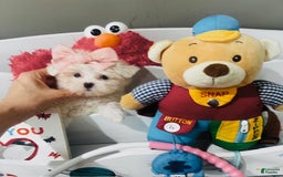Maltese dogs for sale: Bianca - Image 2