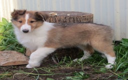 Collie dogs for sale: Abbie - Image 1