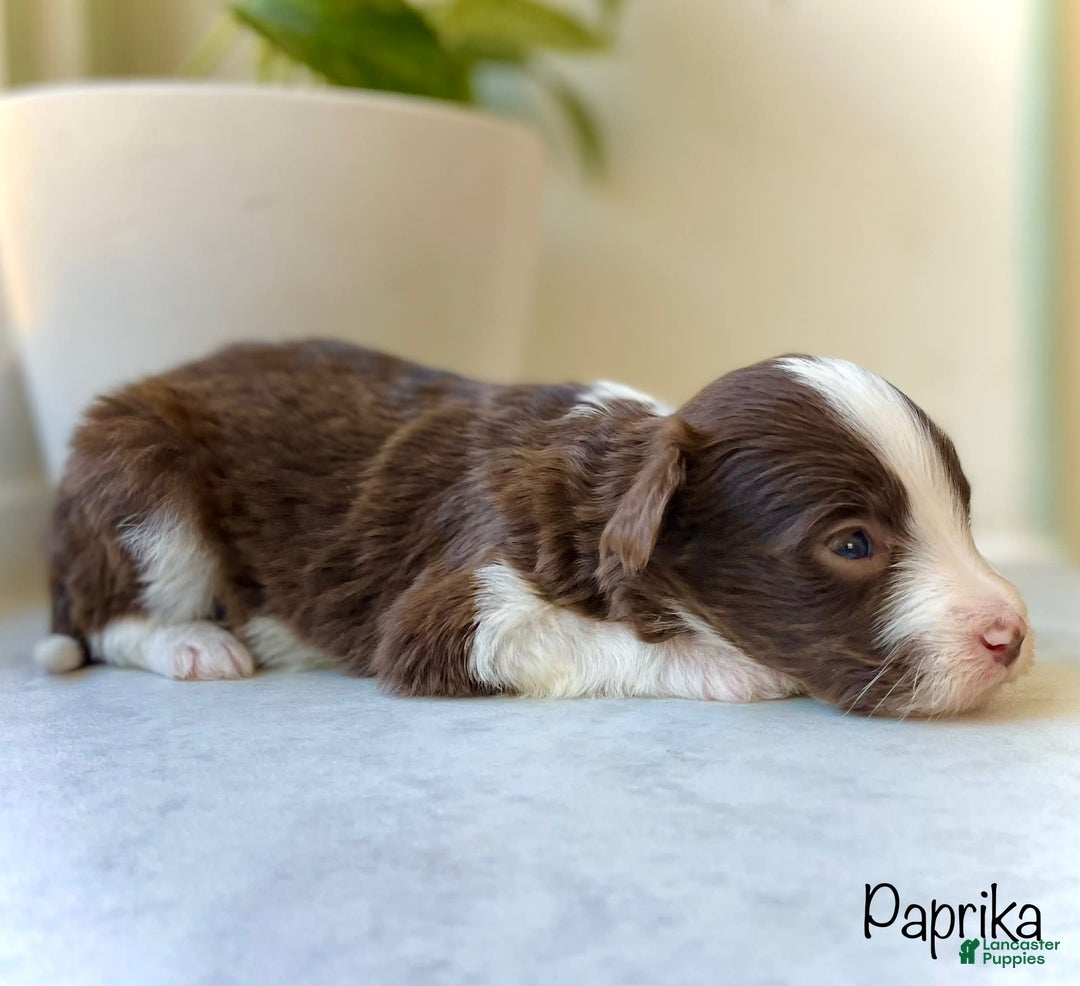 Mini Aussiedoodle dogs for sale: Paprika - Image 1