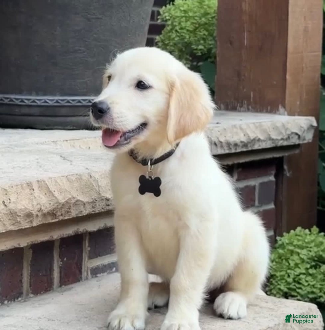 Golden Retriever dogs for sale: Archie - Image 8