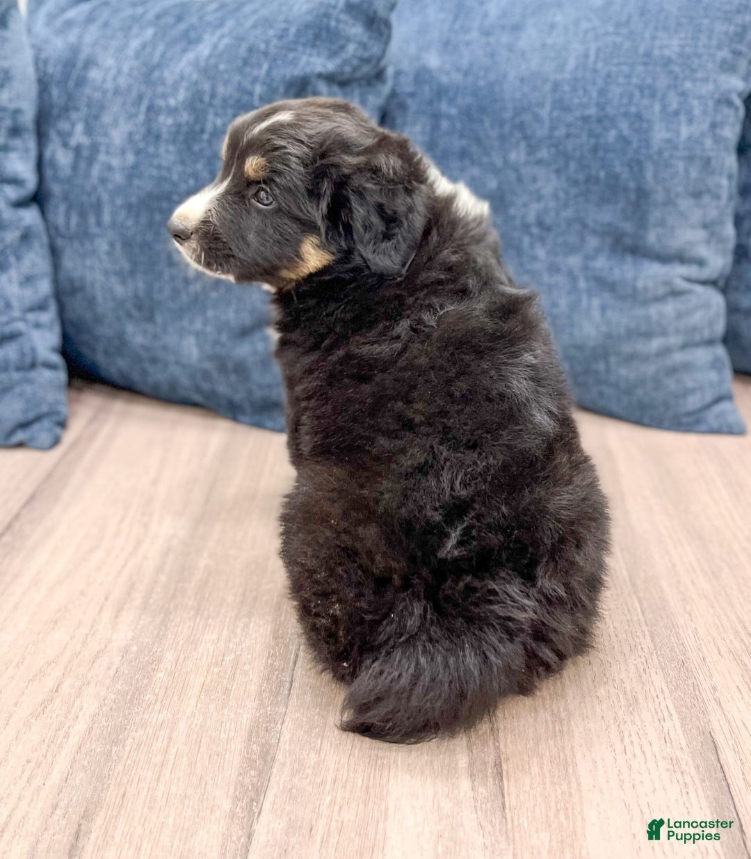 Australian Shepherd dogs for sale: Jasper - Image 3