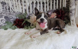 Boston Terrier dogs for sale: Trudy - Image 4