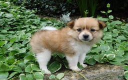 Pomeranian dogs for sale: Amber - Image 1
