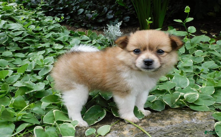 Pomeranian dogs for sale - Ad 3