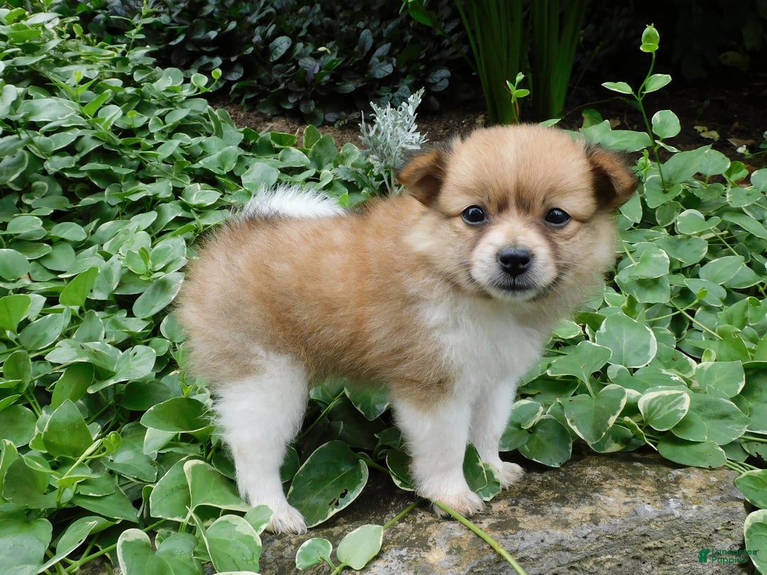 Pomeranian dogs for sale: Amber - Image 1