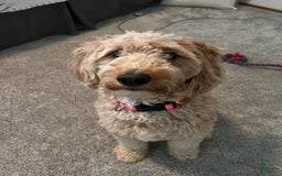 Mini Goldendoodle dogs for sale: Sage - Image 4