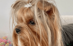 Yorkshire Terrier dogs for sale: Olive - Image 3