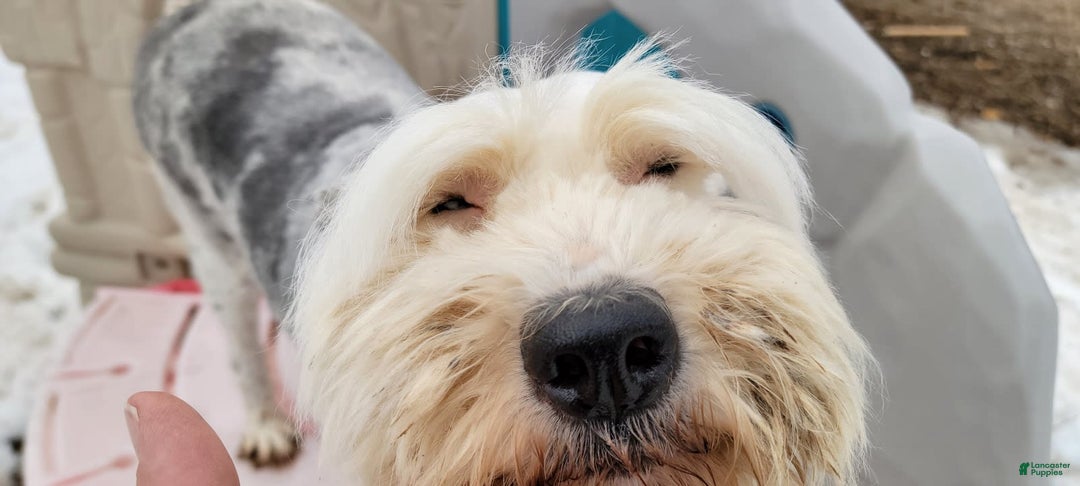 Old English Sheepdog dogs for sale: Potato - Image 9