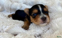 Yorkshire Terrier dogs for sale: Jacob - Image 3