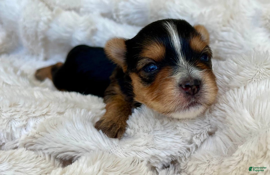 Yorkshire Terrier dogs for sale: Jacob - Image 3