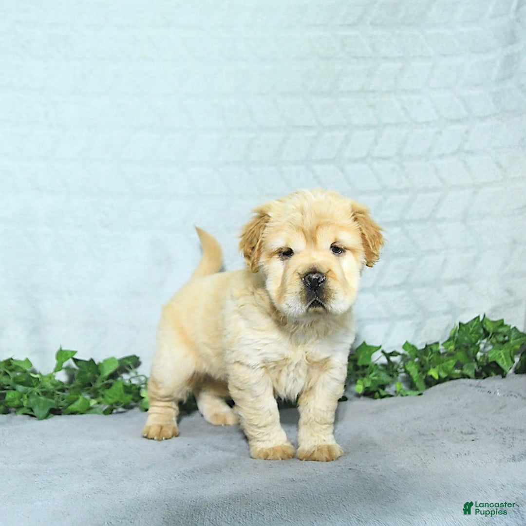 Mini Hippo dogs for sale: Brinley - Image 8