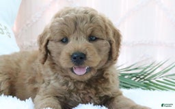  dogs for sale: Mini Goldendoodle 4 puppies - Image 6