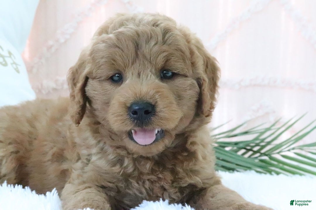  dogs for sale: Mini Goldendoodle 4 puppies - Image 6