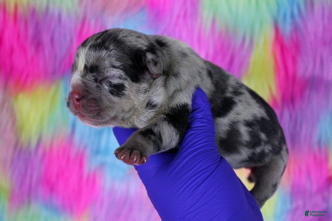 American Bully dogs for sale: Black Merle Female - Image 15