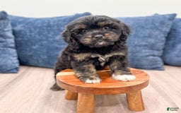 Cavapoo dogs for sale: Luna - Image 2
