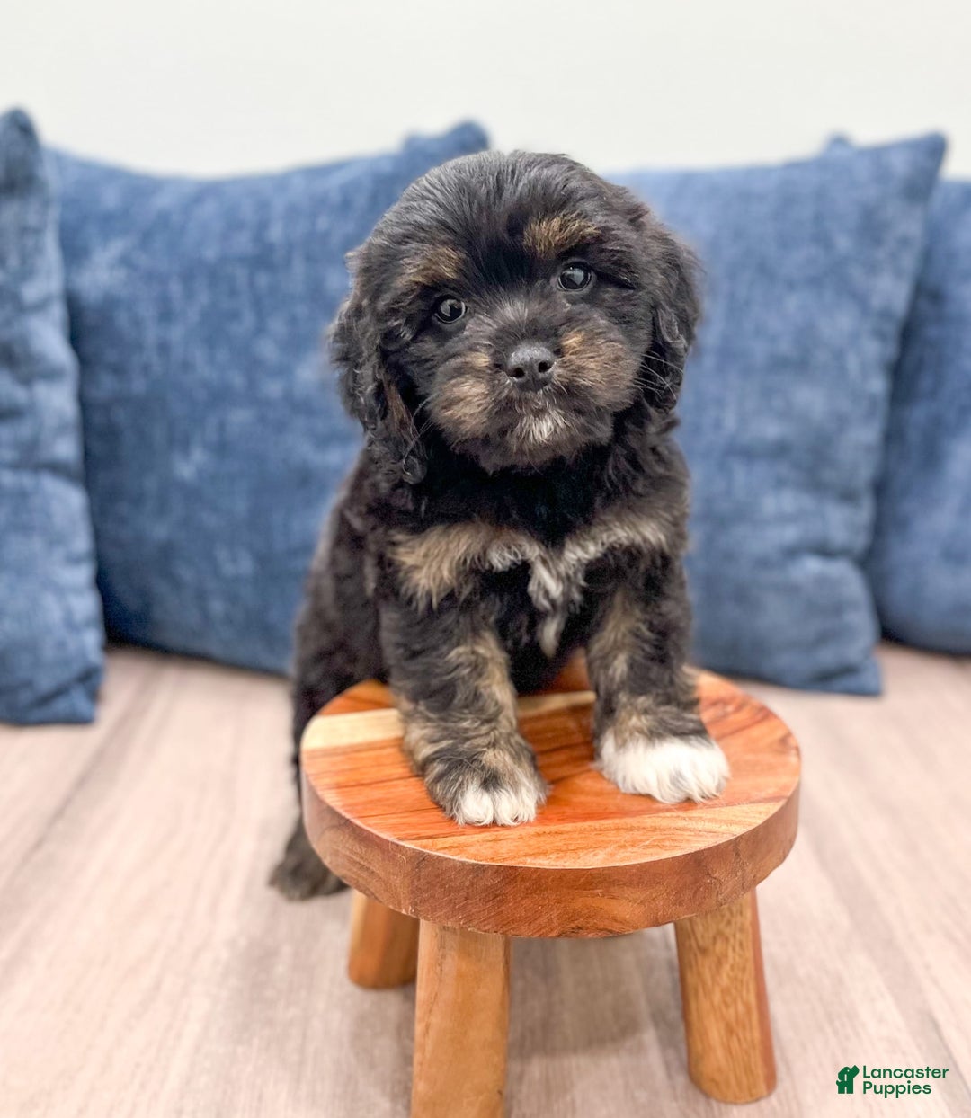Cavapoo dogs for sale: Luna - Image 2