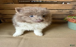Pomeranian dogs for sale: Austin - Image 3