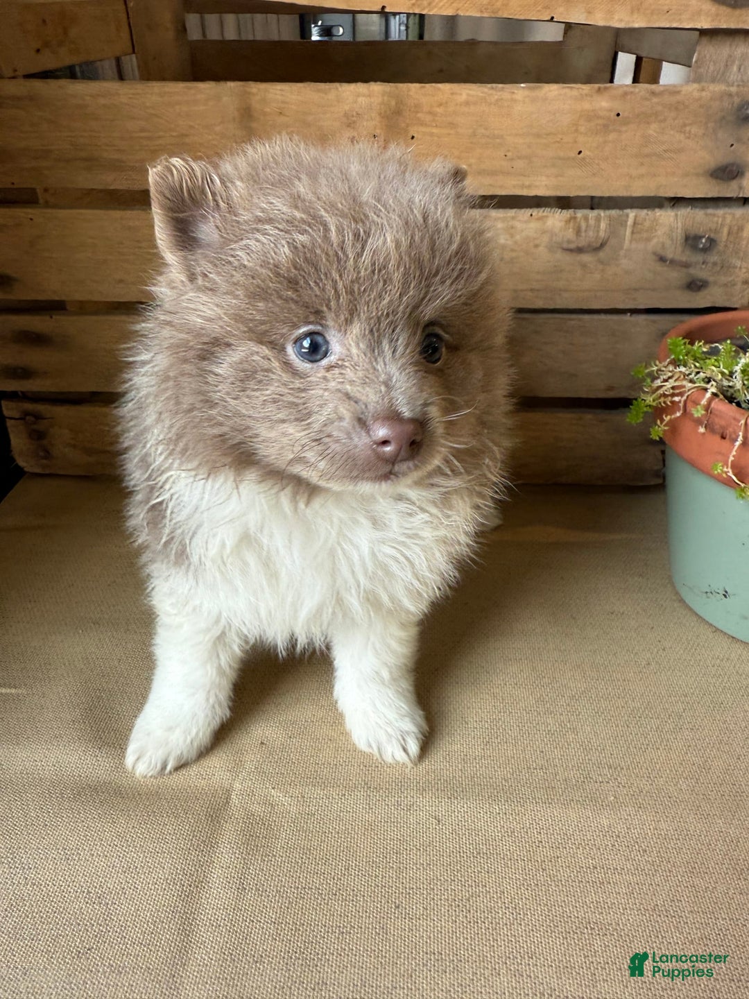 Pomeranian dogs for sale: Austin - Image 3