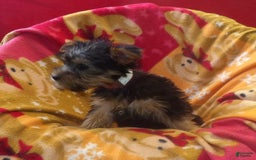 Yorkshire Terrier dogs for sale: Bambi - Image 4