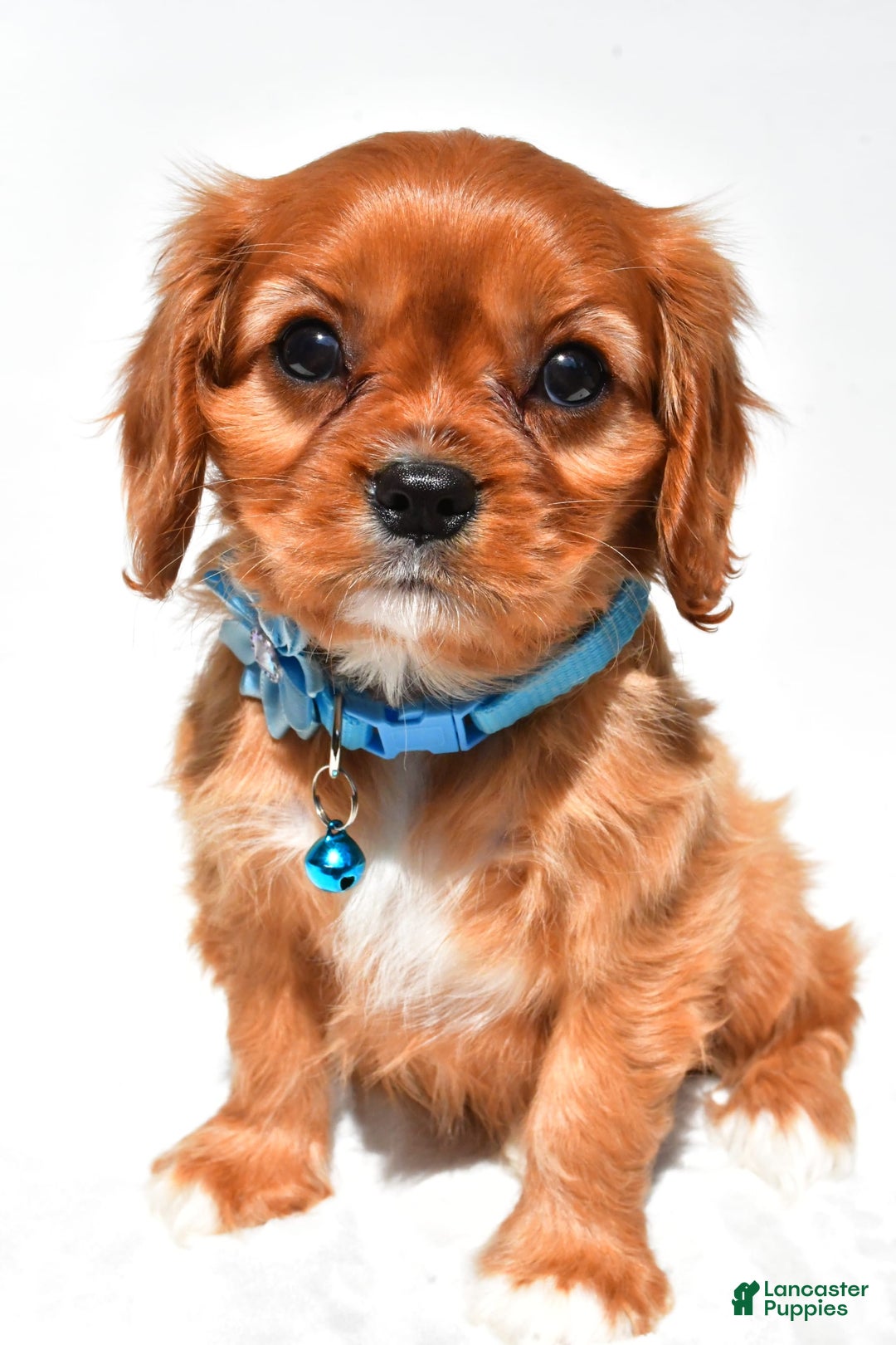 Cavalier King Charles Spaniel dogs for sale: Princess - Image 2