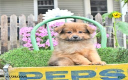 Pomeranian dogs for sale: Fred - Image 2