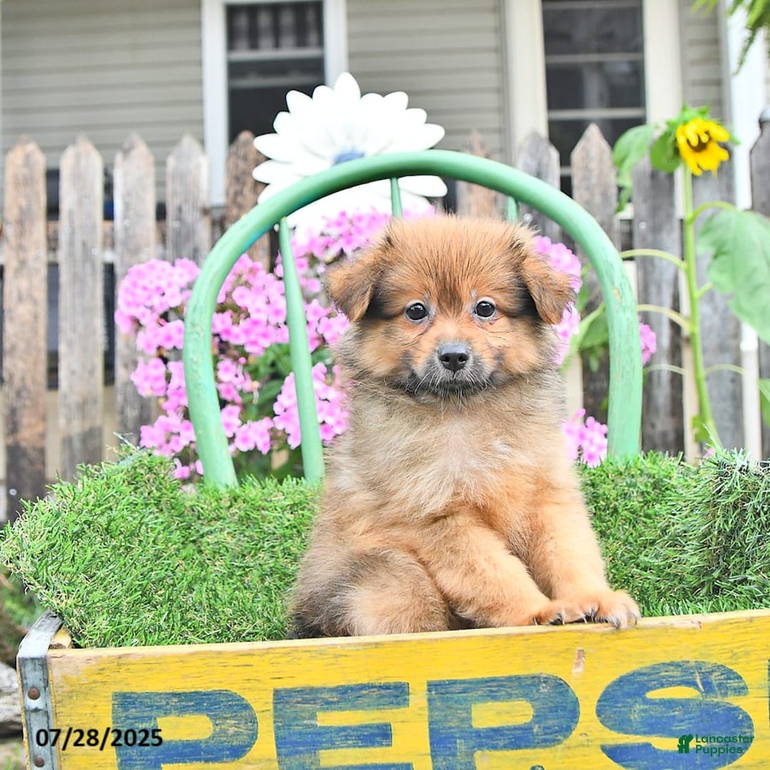 Pomeranian dogs for sale: Fred - Image 2