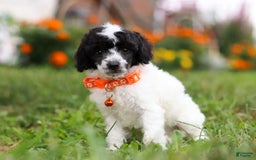 Miniature Poodle dogs for sale: Oreo - Image 4