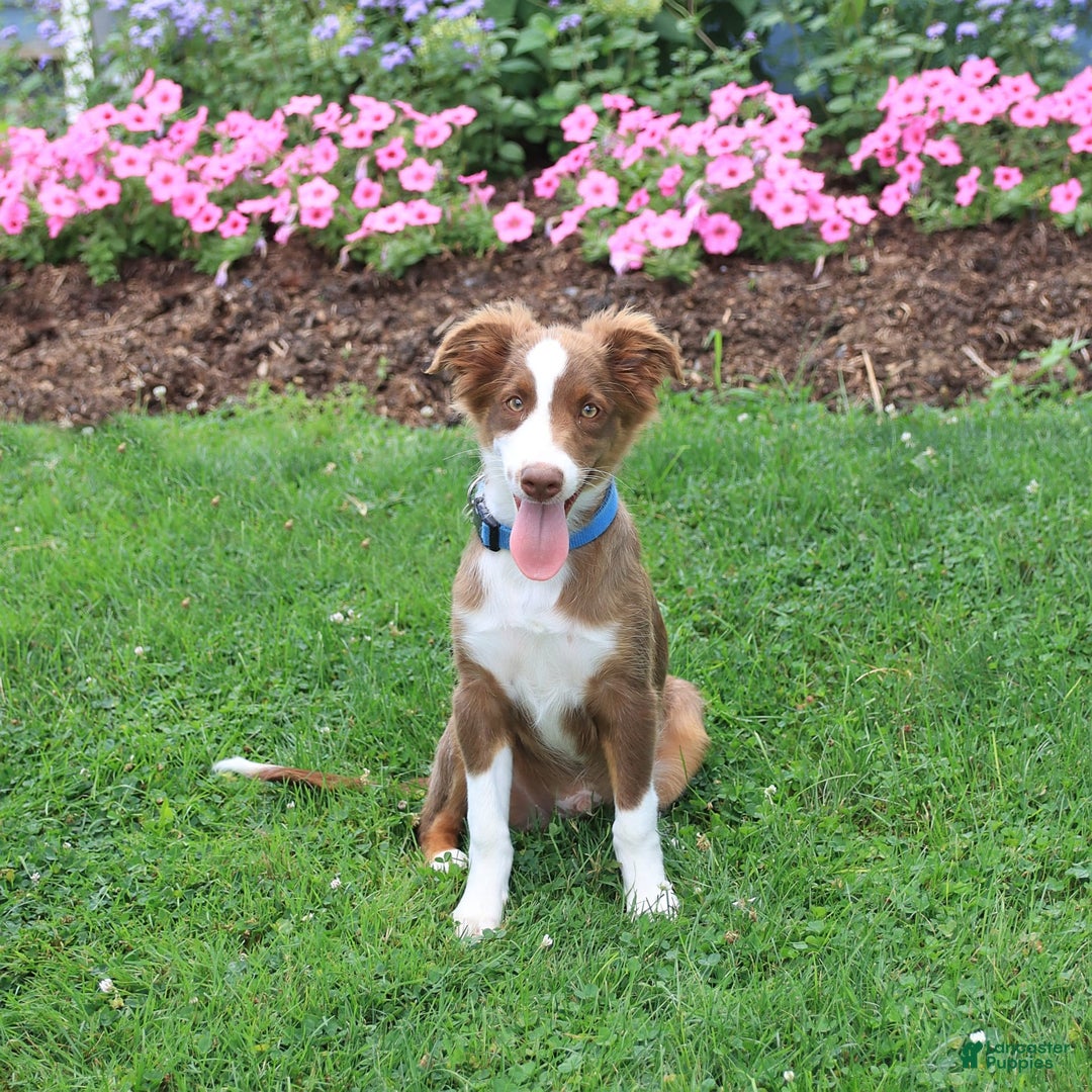 Miniature Australian Shepherd dogs for sale: Bozo - Image 4