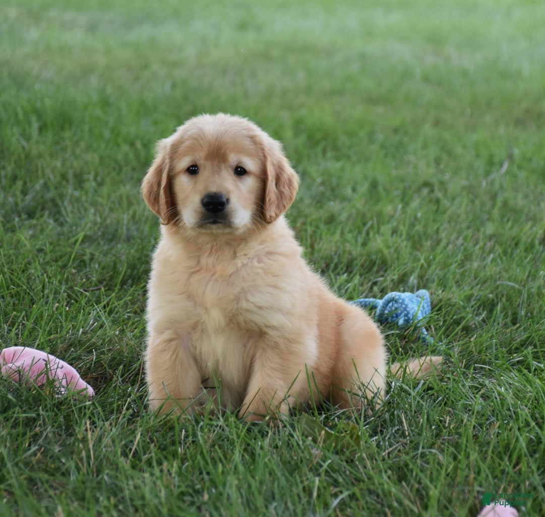 Golden Retriever dogs for sale: Golden Retriever 8 puppies - Image 16