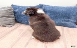 Miniature Australian Shepherd dogs for sale: Fiona - Image 4