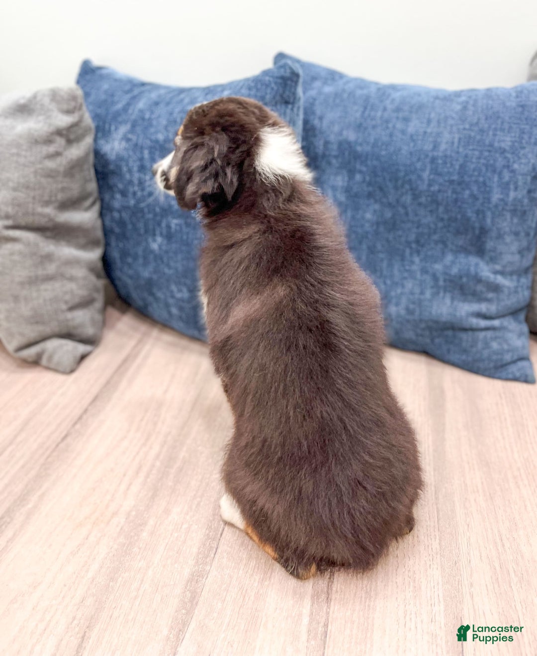 Miniature Australian Shepherd dogs for sale: Fiona - Image 4