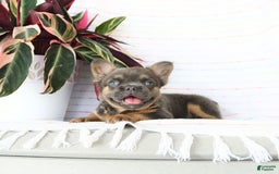 French Bulldog dogs for sale: Luca - Image 7