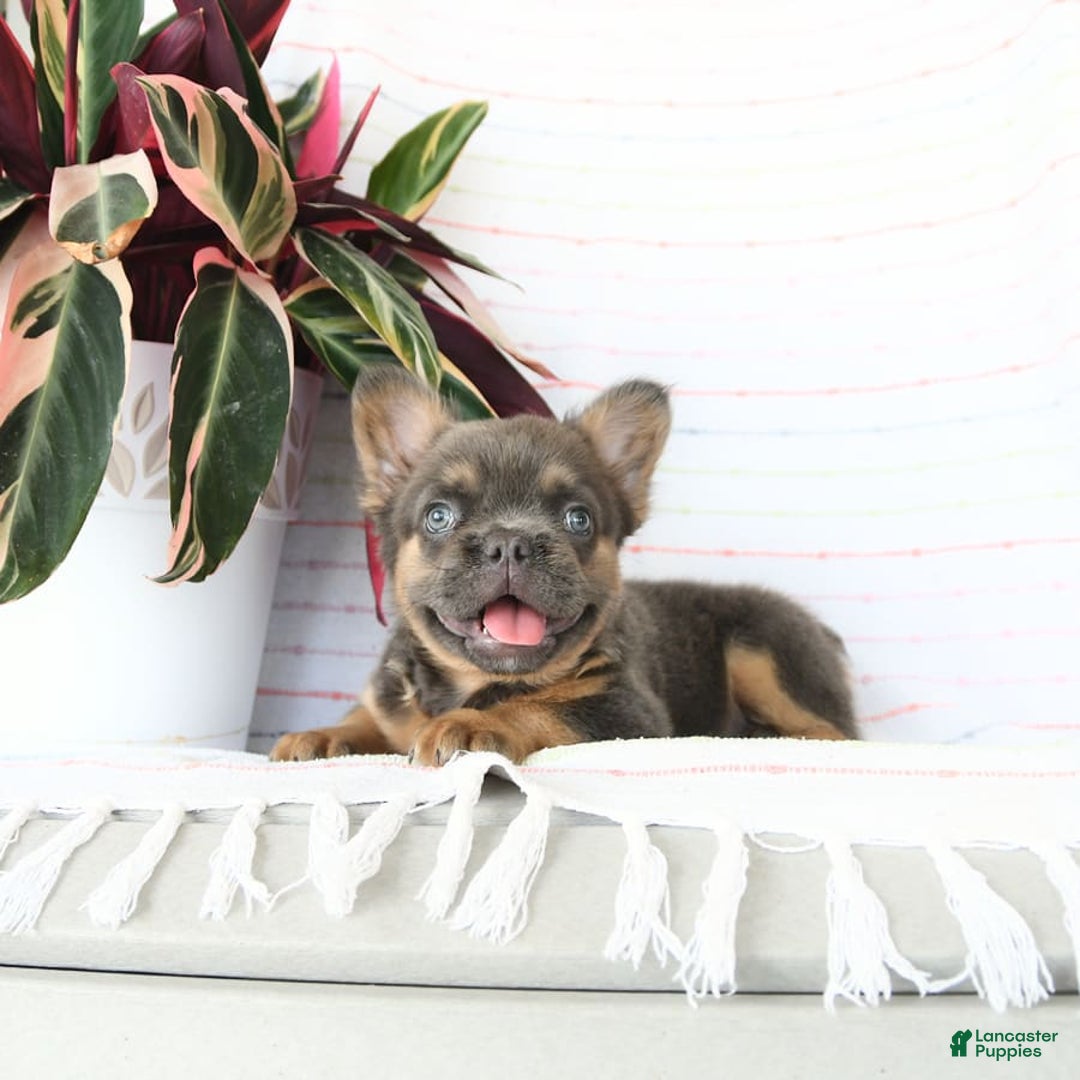 French Bulldog dogs for sale: Luca - Image 7
